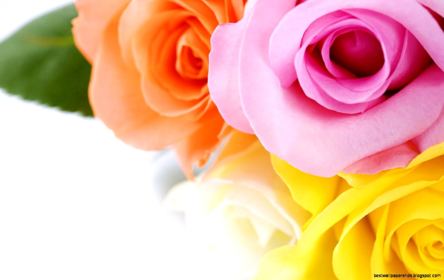 Different Colours Roses HD Wallpapers Different Colours Roses HD Wallpapers