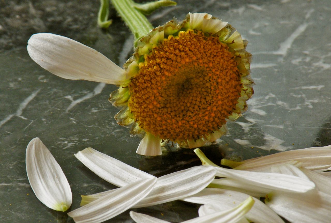 The Decision of the Flower He Loves Me… He Loves Me Not
