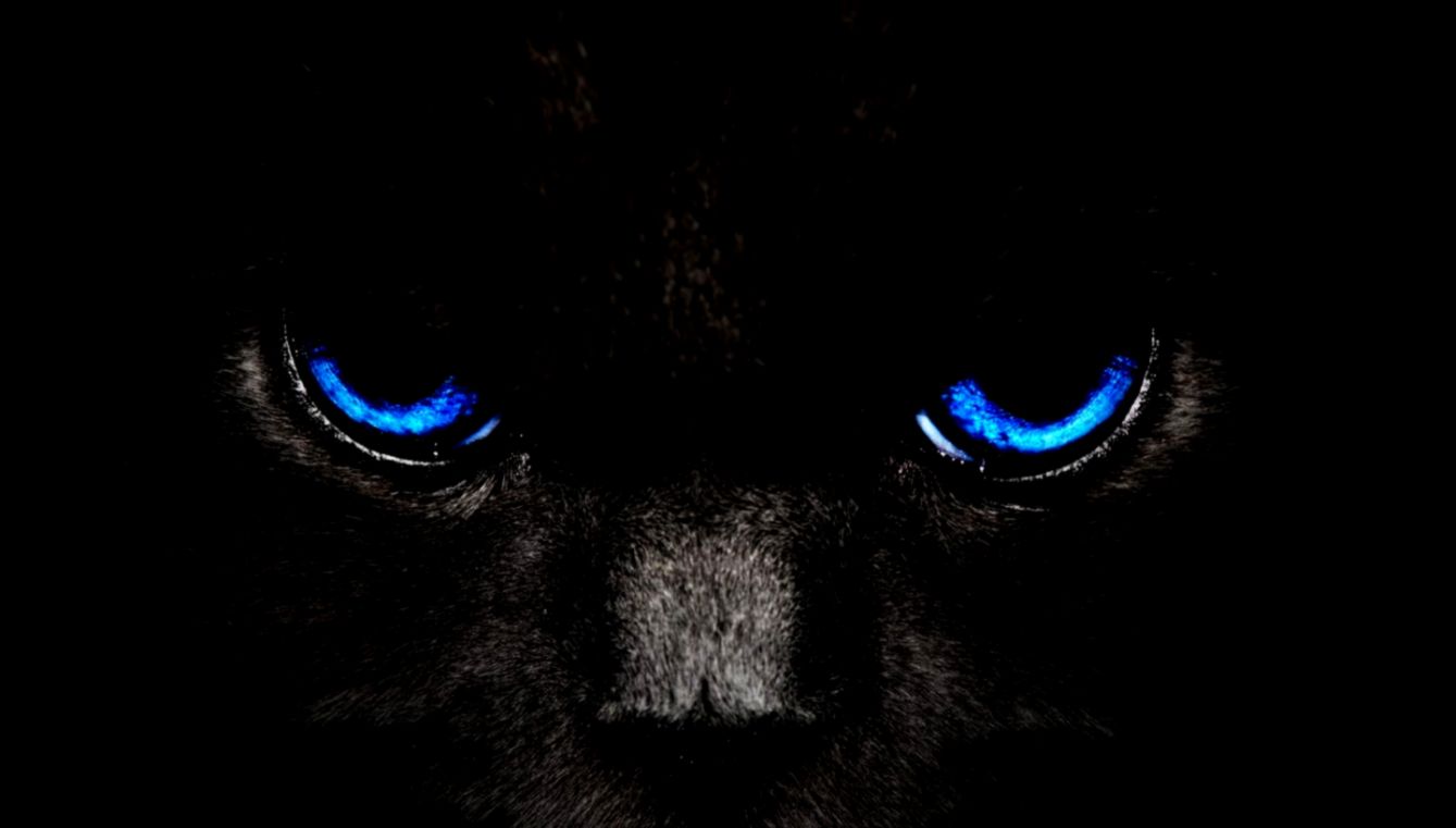 wallpapers hd 1920×1080 black cat blue eyes wallpapers hd 1920×1080 black cat blue eyes