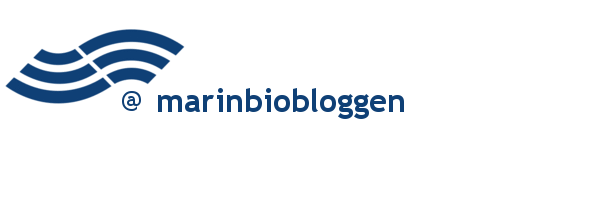 marinbiologene.no | marinbiobloggen