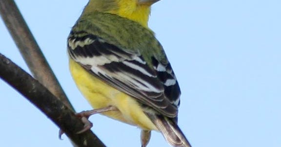 Nature Visions: Recent "Backyard" Bird Photos