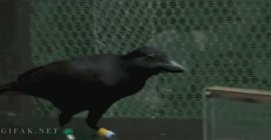 smart-bird.gif
