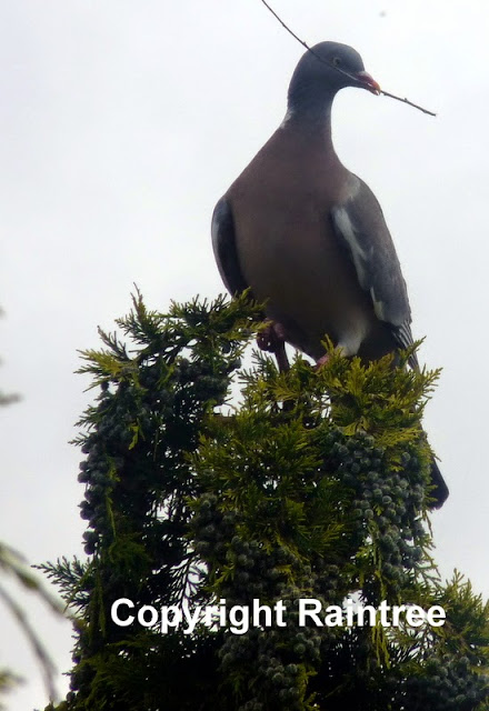 Nesting Woodpigeon with nest material