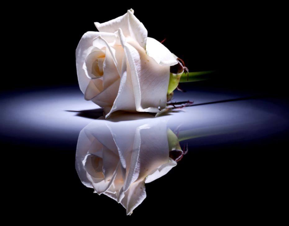 Red Roses With One White Rose Meaning Bouquet Idea Red Roses With One White Rose Meaning Bouquet Idea