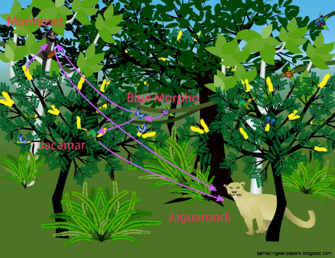Tropical Rainforest Food Web Experiment Tropical Rainforest Food Web Experiment