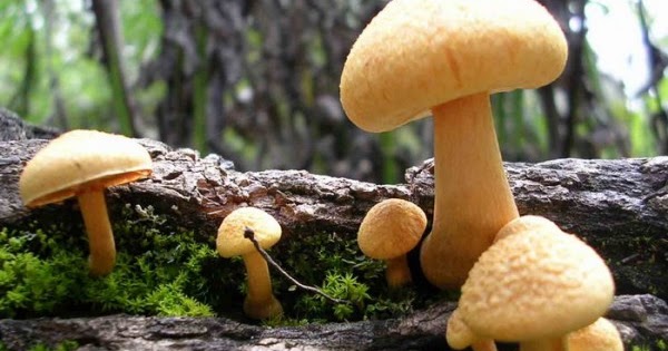 Taksonomi dan Klasifikasi Makhluk Hidup FUNGI