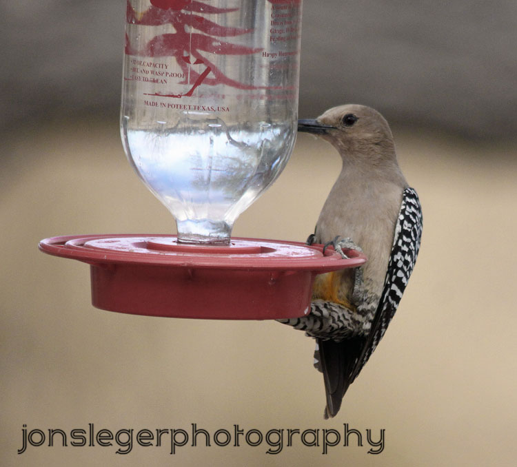 Northern Illinois Birder Gila woodpecker vs. Hummingbird Feeder, San