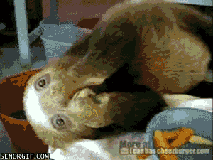 http://3.bp.blogspot.com/-MEdBzw_R0Cc/UI95ame-JyI/AAAAAAAAZ28/WEBdRScN-5s/s1600/002-funny-animal-gifs-baby-sloths-having-breakfast.gif