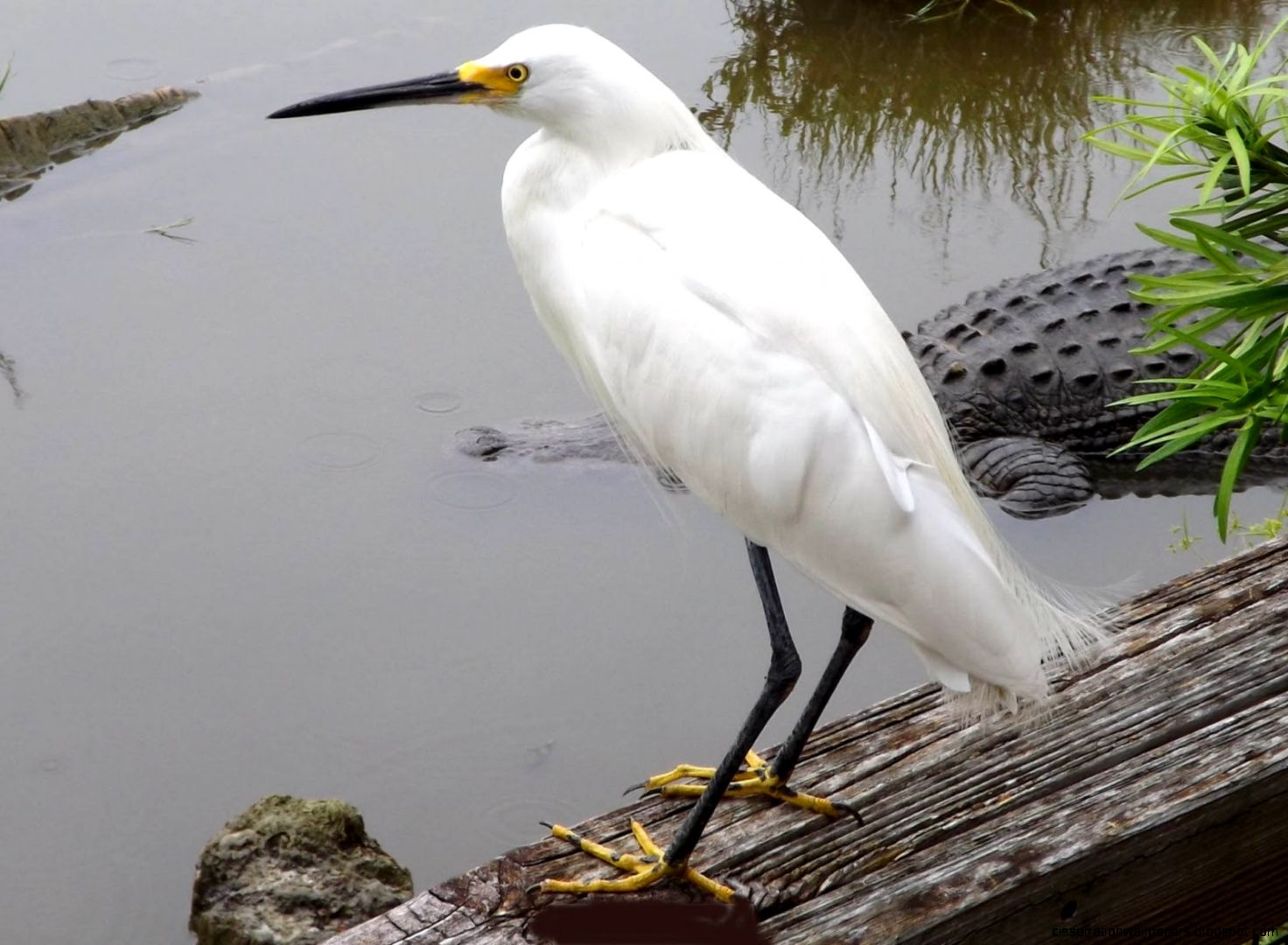 Snowy Egret Snowy Egret