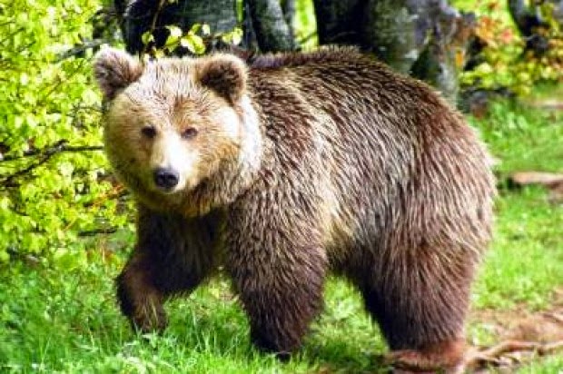 (ΕΛΛΑΔΑ)Αρκούδα έκανε «βόλτα» στο Άργος Ορεστικού