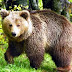 (ΕΛΛΑΔΑ)Αρκούδα έκανε «βόλτα» στο Άργος Ορεστικού