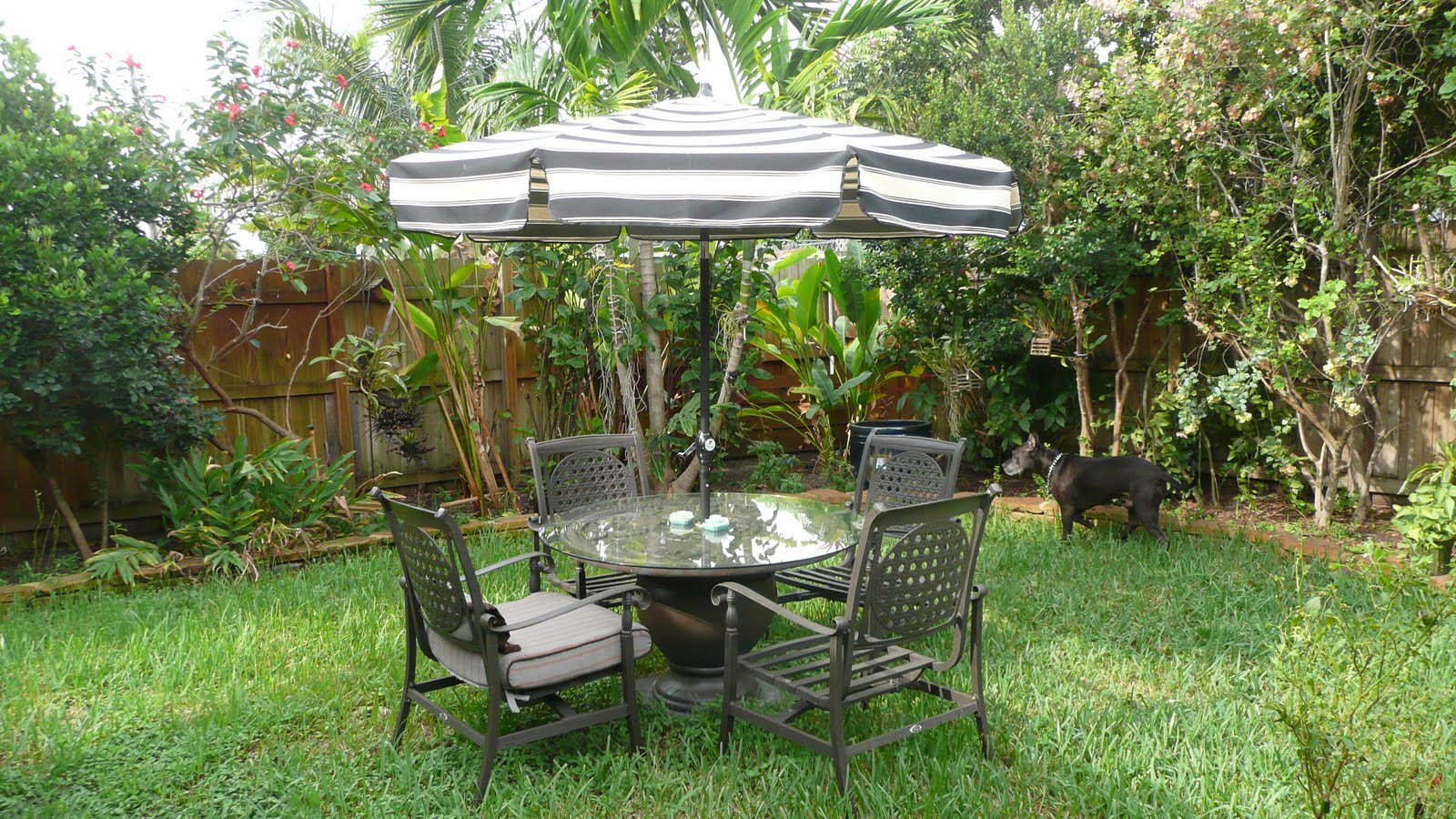 Gardening South Florida Style: South Florida Vegetable Garden in August