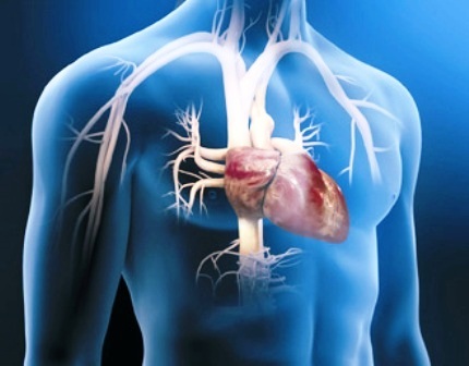 Anatomia e fisiologia cardiovascular