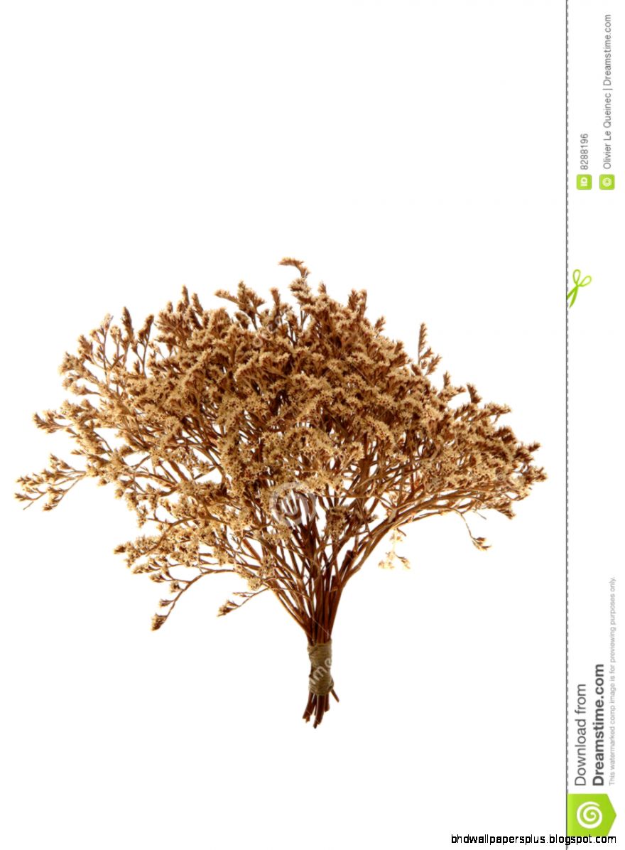 Dried Flowers Bunch Dry Bouquet Isolated On White Royalty Free Dried Flowers Bunch Dry Bouquet Isolated On White Royalty Free