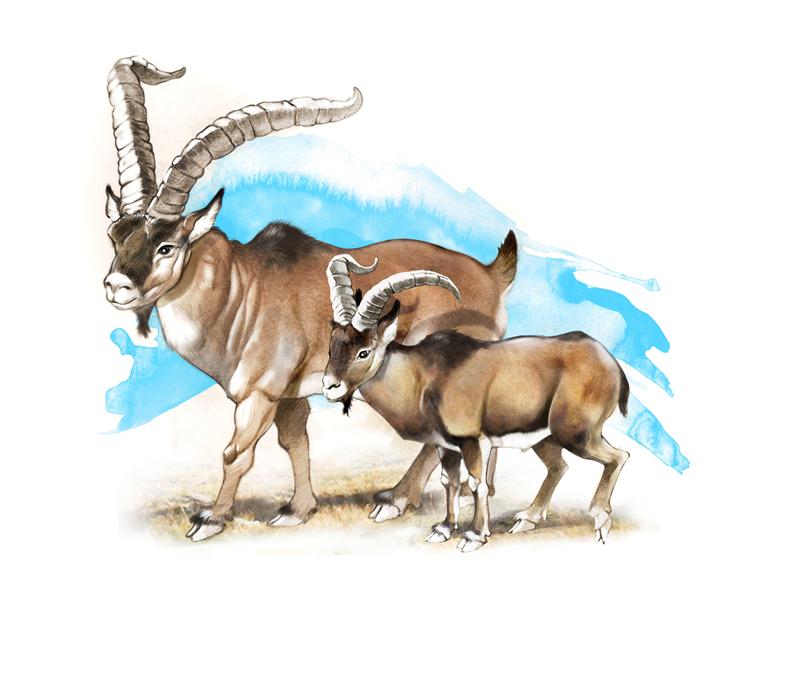 Karst Worlds: Giant Ibex lived in the Southern Pyrenees after the Ice Age