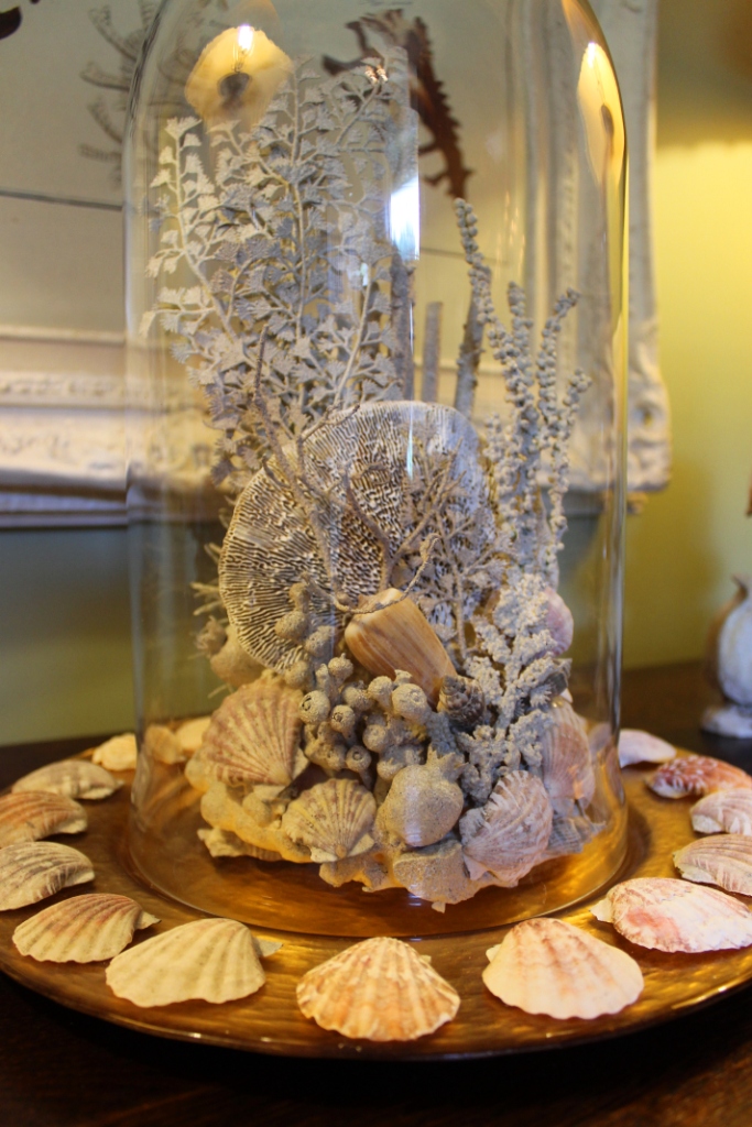 Striking Shell and Coral Display Miss Kopy Kat