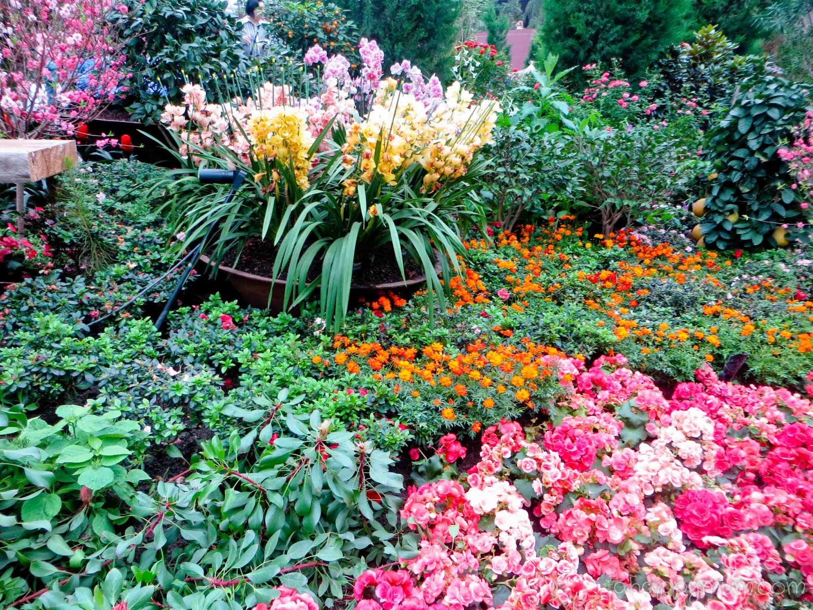63 Best Flower Gardens Images Dream Garden Plants Outdoor Gardens
