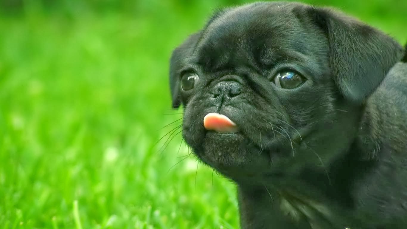 pug negro bebe pug negro de beb 233 imagui pug negro bebe pug negro de beb 233 imagui