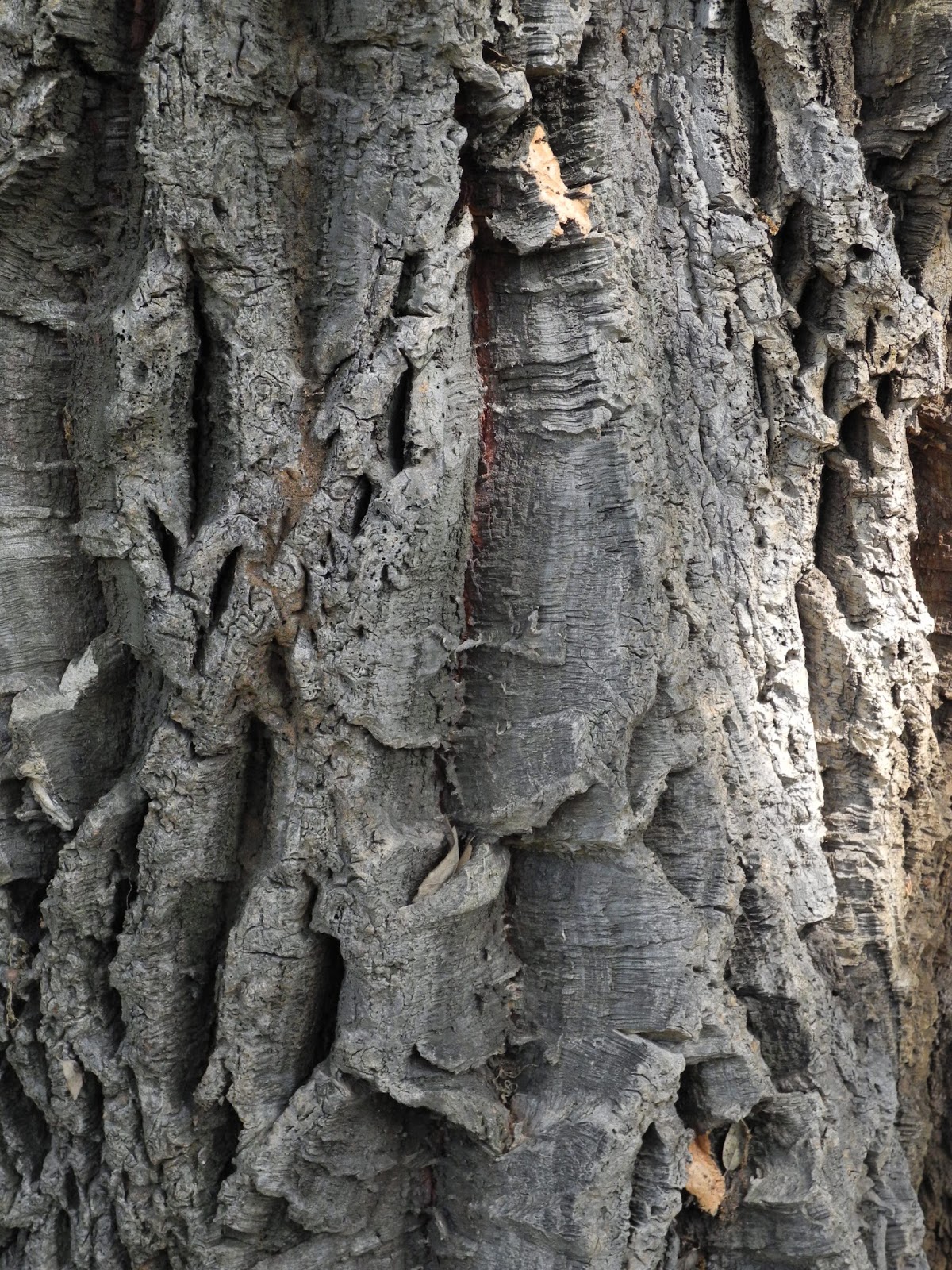 The Phytophactor Botany Within Your Reach 1. Corks