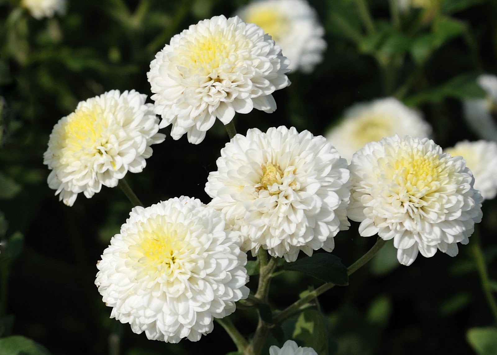 The Amazing Life ABC Wednesday T is for Camomile Tea & Today's Flower