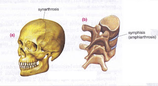 The Structure of Joint and Various Types of Joint’s Shape In Human