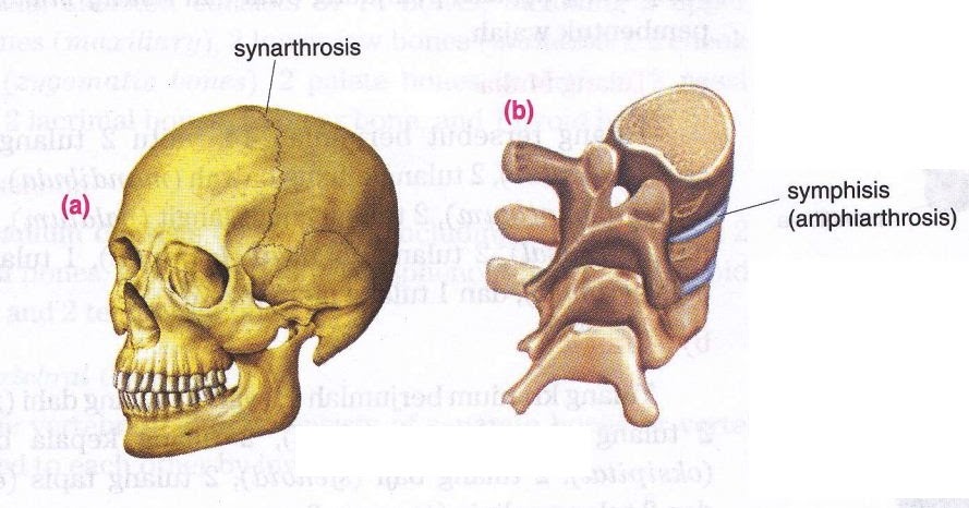 The Structure of Joint and Various Types of Joint’s Shape In Human
