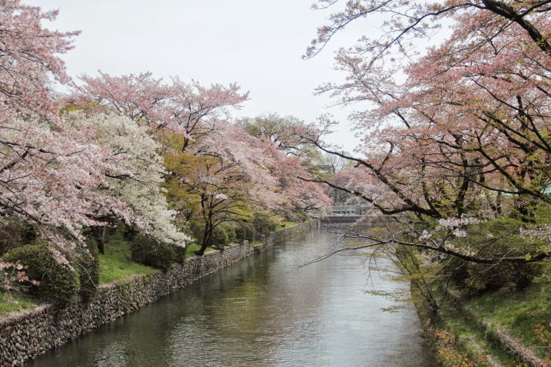 ひなたぼっこ 仮 Bathe In The Sun 277 羽村堰の桜 Sakura Around Hamura Water Intake Weir