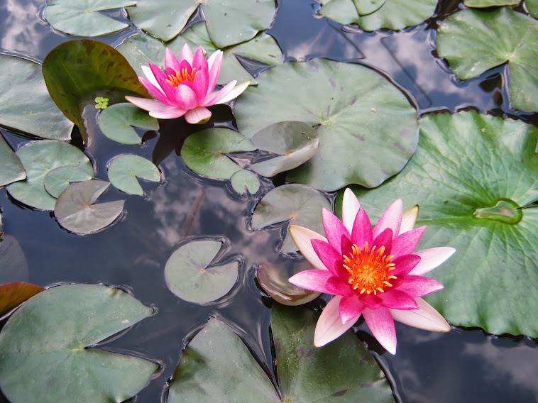 "Pygmae Rubra" water lily