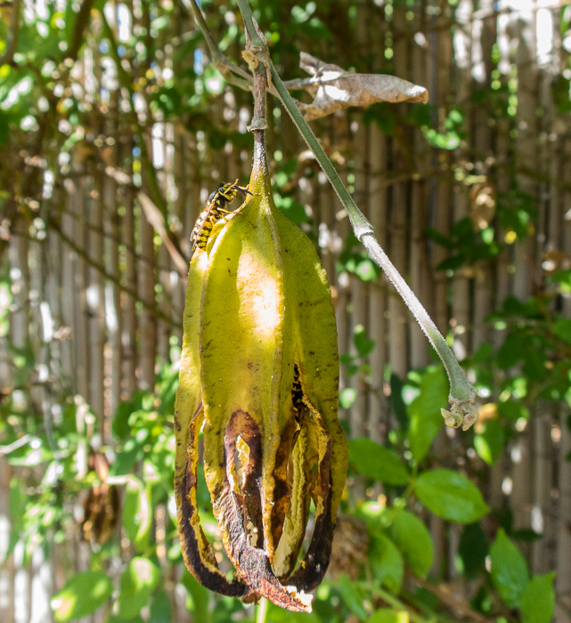 Yellowjackets munching Dutchman's Pipevine seed pods!