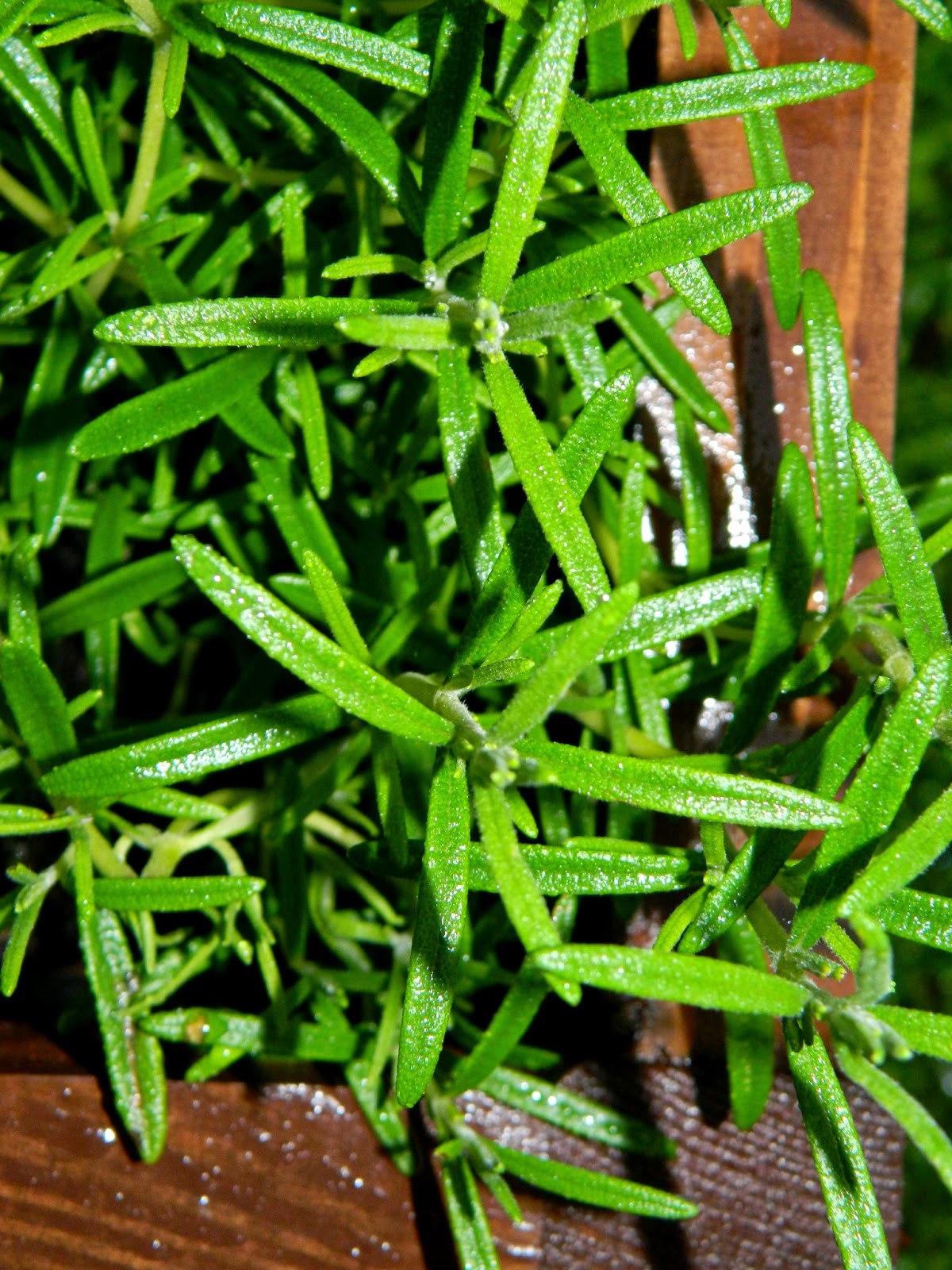 SEROWE KOSTKI MARYNOWANE W OLIWIE Z ZIOŁAMI Limonkowy blog kulinarny