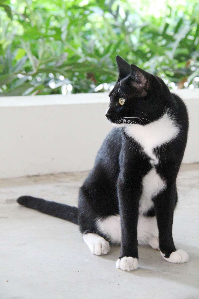 Natural PawPals Male Tuxedo Cat's Neuter