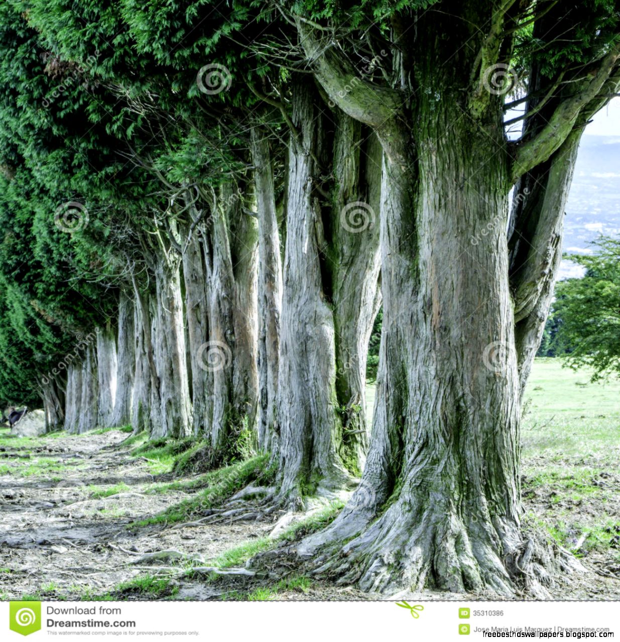 Trees Royalty Free Stock Image Image 35310386 Trees Royalty Free Stock Image Image 35310386