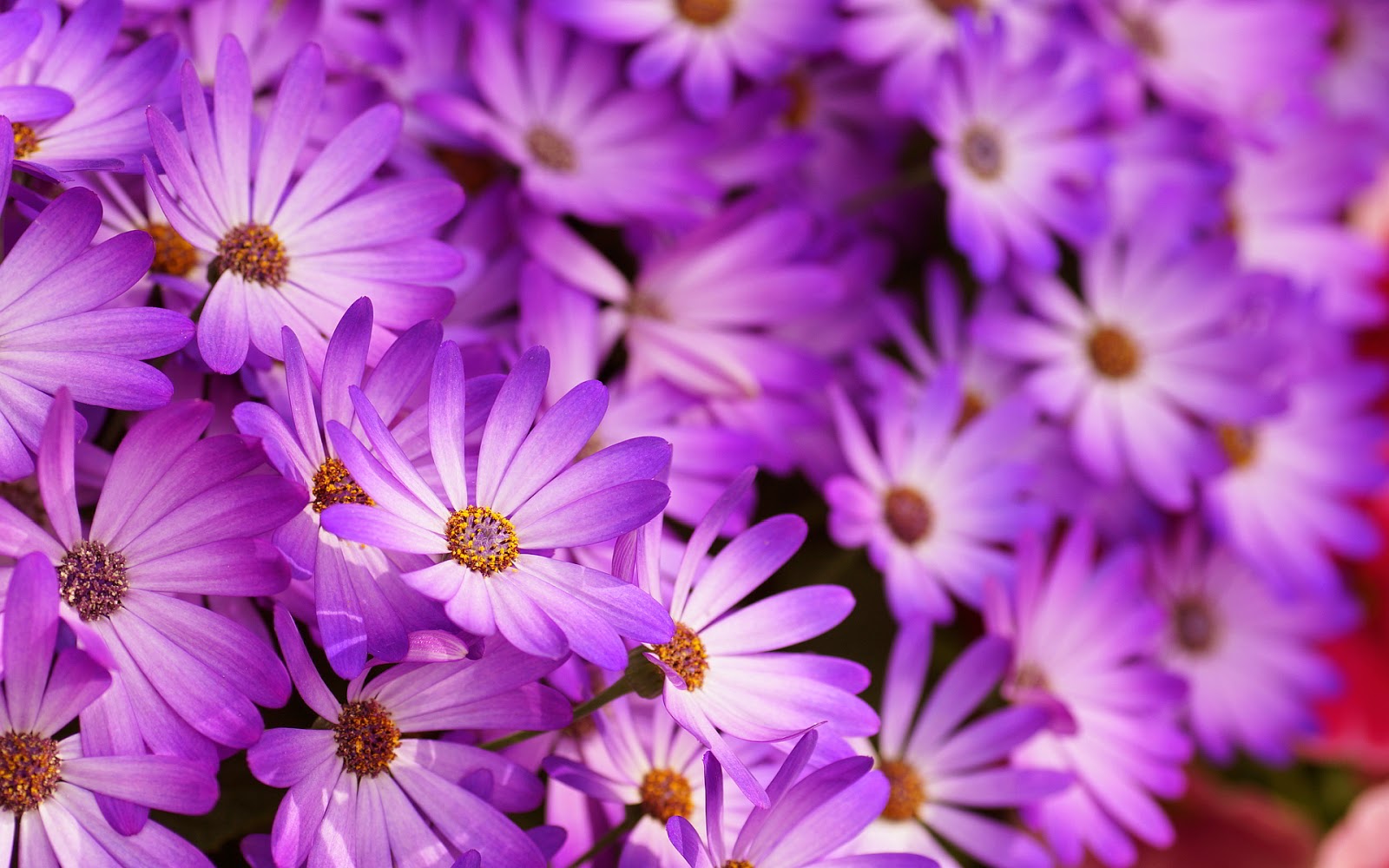 Purple Flowers Pictures