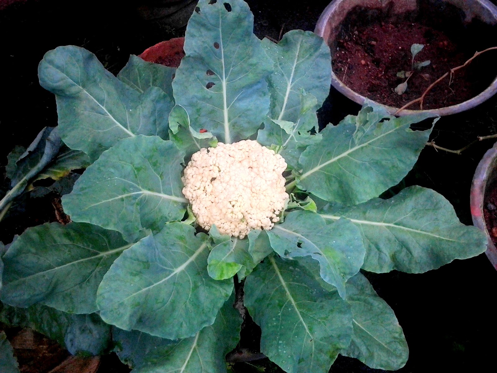 Blooming Garden Growing Cauliflower, Planting Cauliflower, How to Grow
