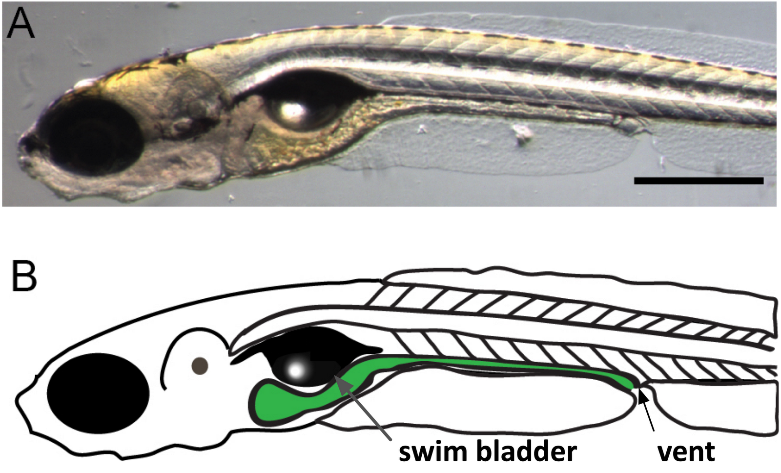 Full Spectrum Biology Our inner selves The microbes that call us home