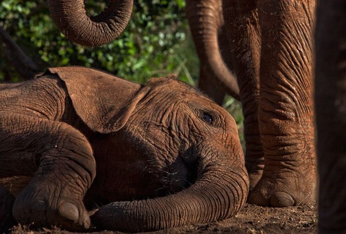 Cool Animals Pictures Kenya�s Baby Elephant Orphanage