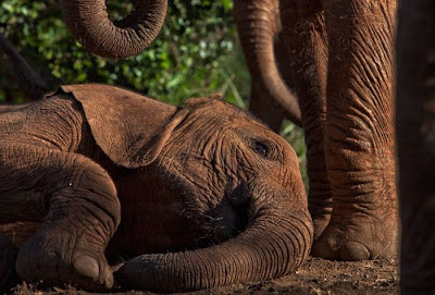 Kenya's Baby Elephant Orphanage Seen On www.coolpicturegallery.us