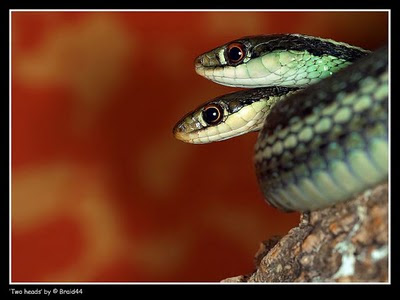 two headed snakes 12