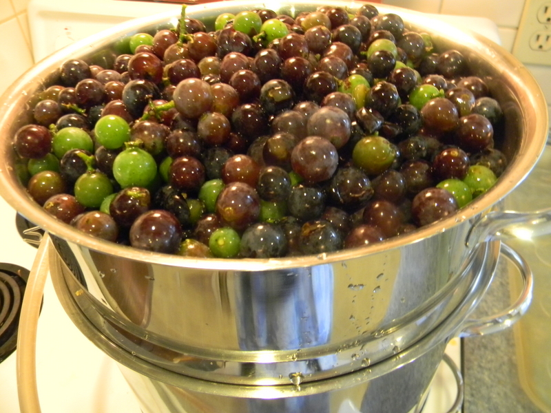 Home Joys Steaming Grapes
