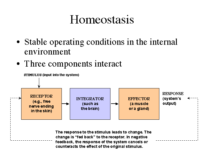 ANATOMY!!!! ) Homeostasis )