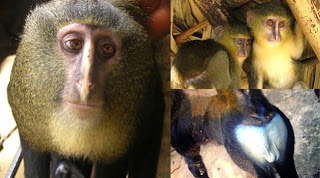 Telah Ditemukan Spesies Monyet Baru Di Afrika [ www.BlogApaAja.com ]