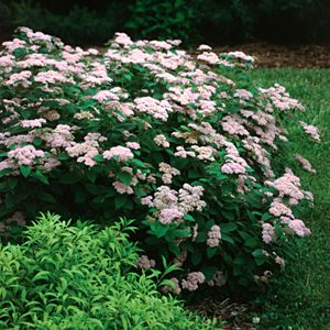 Garden Karo Tawula Van Houtte A Spiraea X Vanhouttei