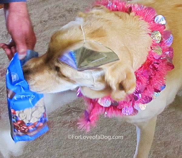 Talking Dogs at For Love of a Dog Nutro Crunchy Dog Treats from Product Review