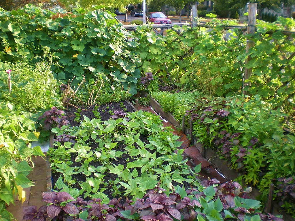 Urban Landscape, Native Landscape New Holly 29th Avenue Garden