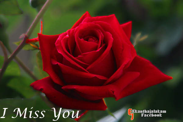 Lovely Quotes For You: I Miss You in Cute Rose Flower New Images 2013