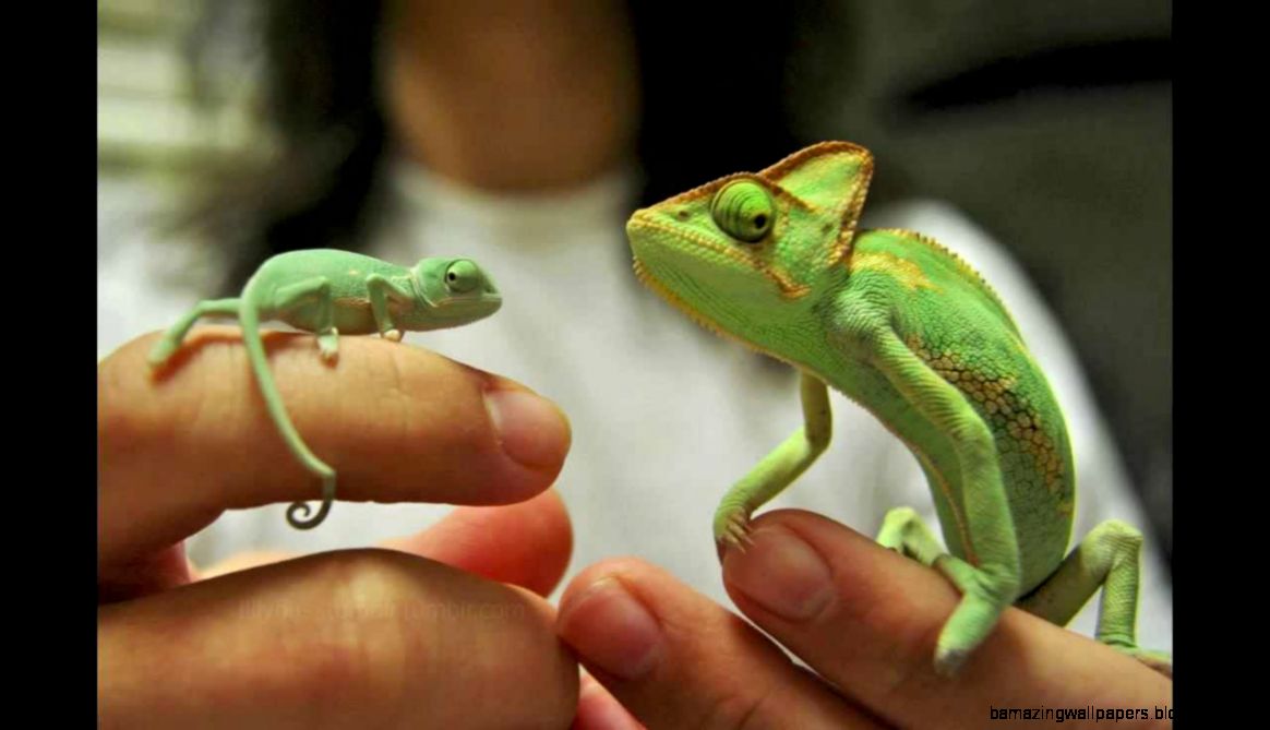 Top Ten Beginner Lizards YouTube Top Ten Beginner Lizards YouTube