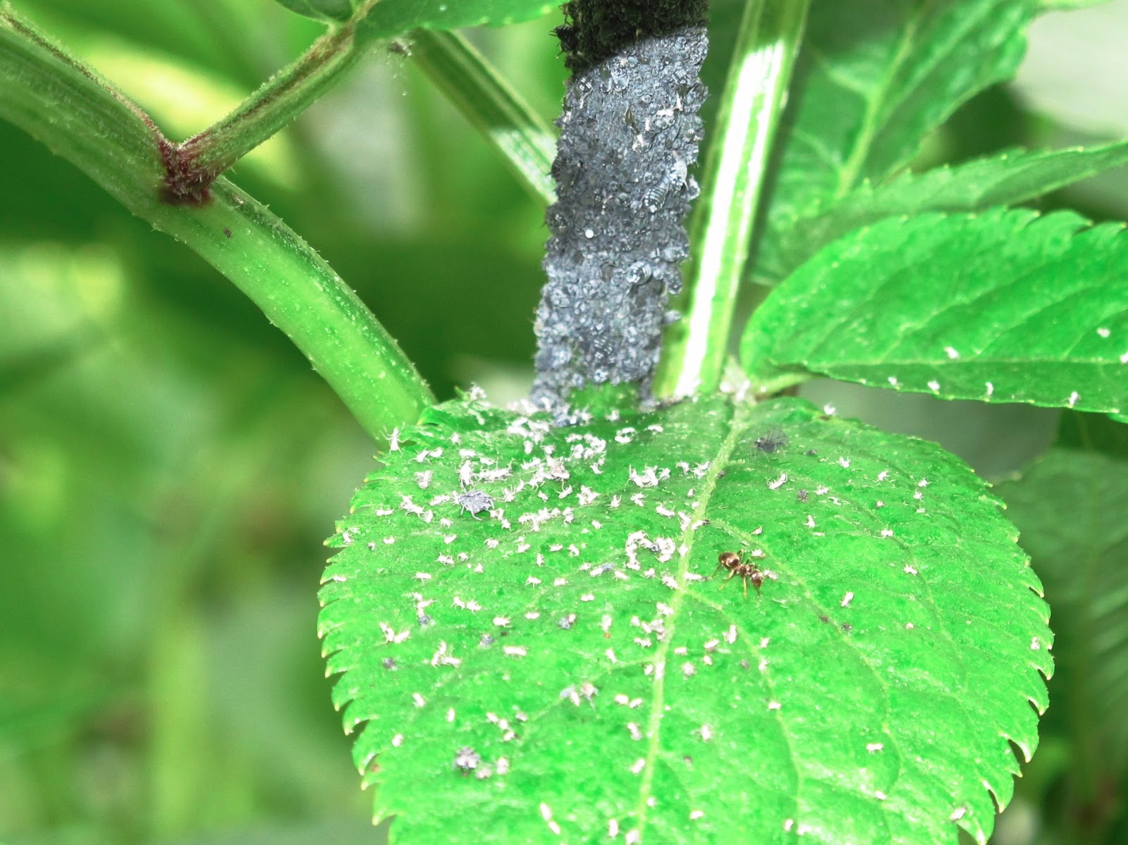 Tiny, white, flealike, and leave a sticky residue behind. What are