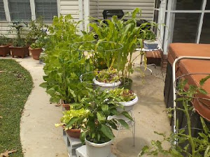 My Patio Container Garden 2012