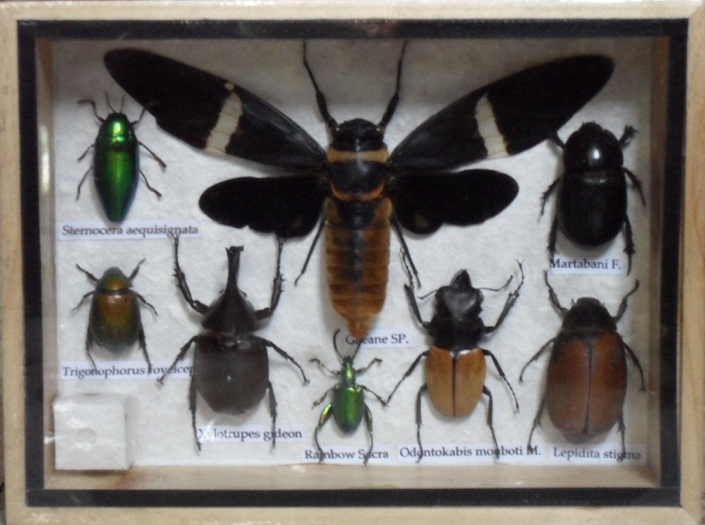 Learn how to mount insects Insects, Moth, Butterfly