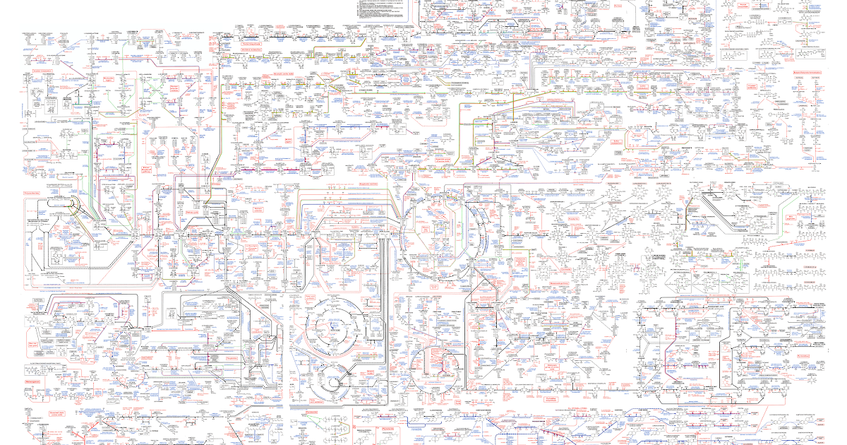Biochemical Pathways Wall Chart Download